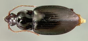 Media type: image;   Entomology 22008 Aspect: habitus dorsal view